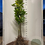 Castanea sativa 60-100 cm wortelgoed 2-jarig verplante zaailin