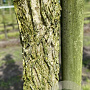Corylus colurna 10-12 HO draadkluit