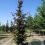 Fagus syl. 'Atropunicea' 20-25 cm draadkluit geveerd
