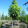 Catalpa bignonioides 14-16 cm 30L