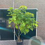 Catalpa bignonioides 'Aurea' 175-200 cm 35L solitair meerstammig