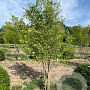 Ginkgo biloba 250-300 cm draadkluit meerstammig