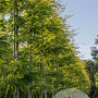 Gleditsia triacanthos 'Sunburst Locust' 300-350 cm draadkluit meerstammig