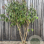 Heptacodium miconioides 200-250 cm draadkluit meerstammig