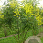Koelreuteria paniculata 300-350 cm draadkluit meerstammig
