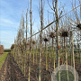 Liquidambar s. 'SlenderSilhouette' 12-14 cm draadkluit geveerd