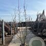 Magnolia 'Heaven Scent' 200-250 cm draadkluit meerstammig