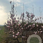 Magnolia soulangeana 200-250 cm draadkluit meerstammig