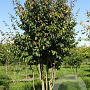 Parrotia persica 500-600 cm draadkluit meerstammig