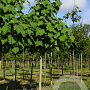 Paulownia tomentosa 30-35 HO draadkluit