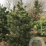 Pinus sylvestris 300-350 cm draadkluit geveerd