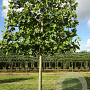 Platanus hispanica 'Malburg' 16-18 HO draadkluit lei 150x150