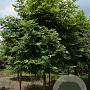 Platanus or. 'Minaret' 25-30 HO draadkluit