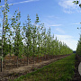 Populus tremula 12-14 HO draadkluit