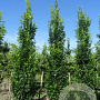 Quercus palustris 'Green Pillar' 14-16 cm draadkluit geveerd