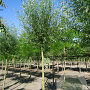 Salix alba 'Belders' 18-20 HO draadkluit Knotvorm 240 cm stam