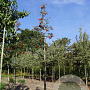 Sorbus auc. 'Sheerwater Seedling' 10-12 HO draadkluit