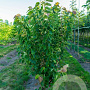 Tilia henryana 250-300 cm 45L meerstammig