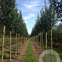 Ulmus 'Columella' 20-25 HO draadkluit