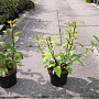 Viburnum bodn. 'Dawn' 25-30 cm 2,0L