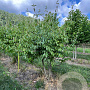 Cornus mas 200-250 cm draadkluit meerstammig