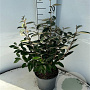 Elaeagnus ebbingei 60-80 cm 5,0L