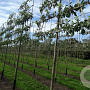 Malus d. 'Elstar' 18-20 cm draadkluit 210 cm stam 5 etages leivorm