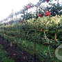 Malus d. 'Elstar' 16-18 cm draadkluit 50 cm stam 5 etages lage leivorm