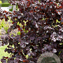 Corylus 'Red Majestic' 150-175 cm cont. 90L solitair extra
