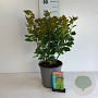 Cotinus coggygria 50-60 cm 6,5L