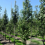 Pyrus c. 'Conference' 14-16 cm draadkluit geveerd