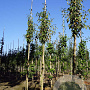 Pyrus c. 'Gieser Wildeman' 12-14 HO draadkluit