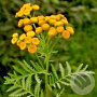 Tanacetum vulgare GM P13 Biologisch