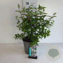 Deutzia hybrida 'Mont Rose' 50-60 cm 6,5L