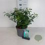 Deutzia scabra 'Plena' 40-50 cm 35L