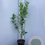 Euonymus europaeus 125-150 cm 5,0L