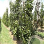 Fagus orientalis 'Iskander' 10-12 cm 50L beveerd 