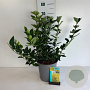 Forsythia 'Goldrausch' 50-60 cm 6,5L
