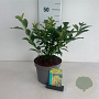 Forsythia int. 'Lynwood' 40-50 cm 35L