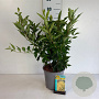 Forsythia int. 'Lynwood' 60-80 cm 6,5L