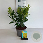 Forsythia int. 'Spectabilis' 40-50 cm 35L