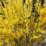 Forsythia int. 'Spectabilis' 40-60 cm wortelgoed struik