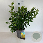 Forsythia int. 'Spectabilis' 60-80 cm 6,5L