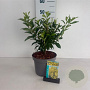 Forsythia int. Week-End 40-50 cm 35L