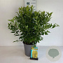 Forsythia int. Week-End 60-80 cm 6,5L