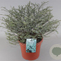 Hebe pimeleoides GM C5