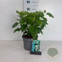 Hydrangea a. 'Annabelle' 50-60 cm 35L