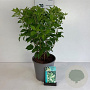 Hydrangea pan. 'Limelight' 60-80 cm 6,5L