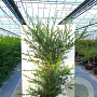 Ilex crenata 'Green Hedge' 100-125 cm cont. 60L vormen