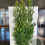 Ilex maximowicziana kanehirae 170-200 cm 30L